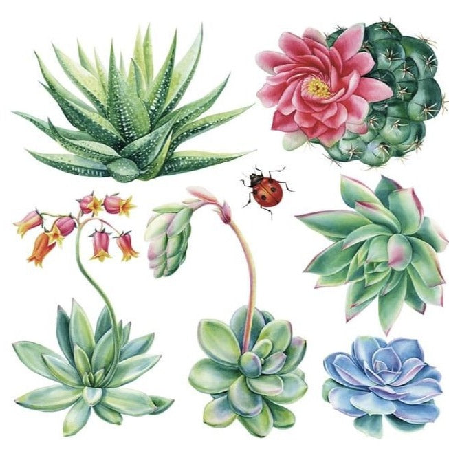 SHEILAM SUCCULANTS - 31.5cm x 30cm x 3 Sheets - Hokus Pokus Rub On Decor Transfer Decal