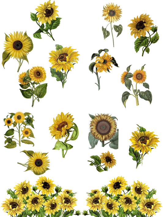 SUNFLOWERS - 24" x 32" - Belles and Whistles Furniture Decor Transfer