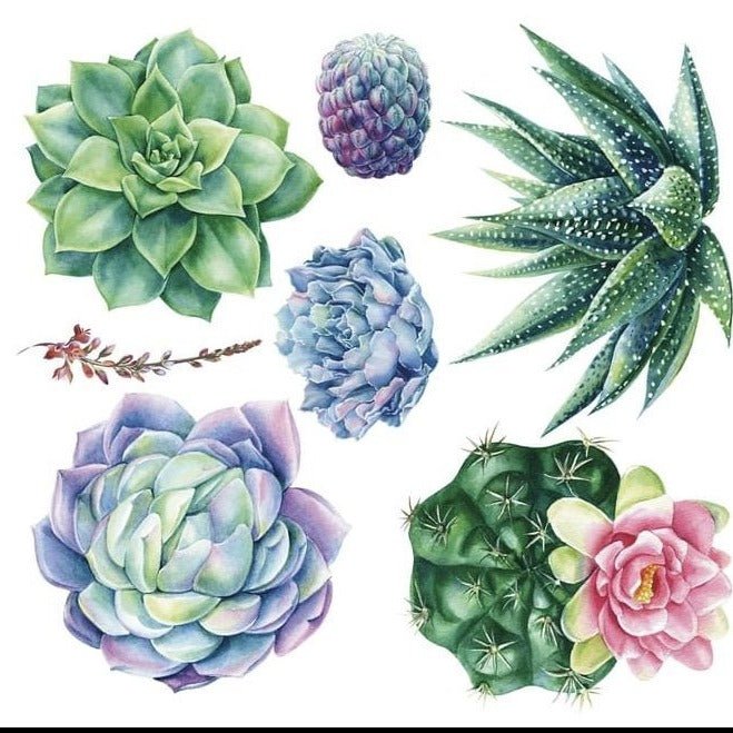 SHEILAM SUCCULANTS - 31.5cm x 30cm x 3 Sheets - Hokus Pokus Rub On Decor Transfer Decal - Furniture Transfer - Baillea's Interiors -