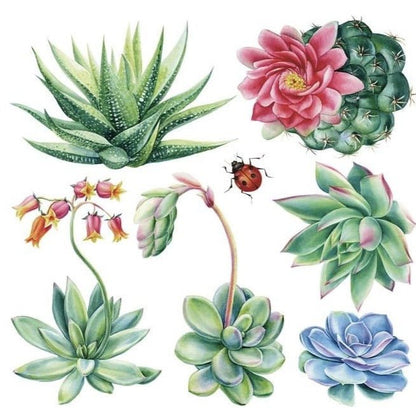 SHEILAM SUCCULANTS - 31.5cm x 30cm x 3 Sheets - Hokus Pokus Rub On Decor Transfer Decal - Furniture Transfer - Baillea's Interiors -