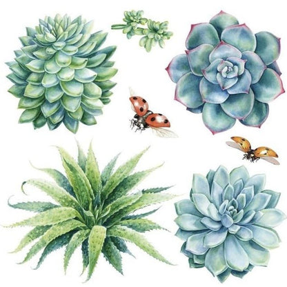 SHEILAM SUCCULANTS - 31.5cm x 30cm x 3 Sheets - Hokus Pokus Rub On Decor Transfer Decal - Furniture Transfer - Baillea's Interiors -